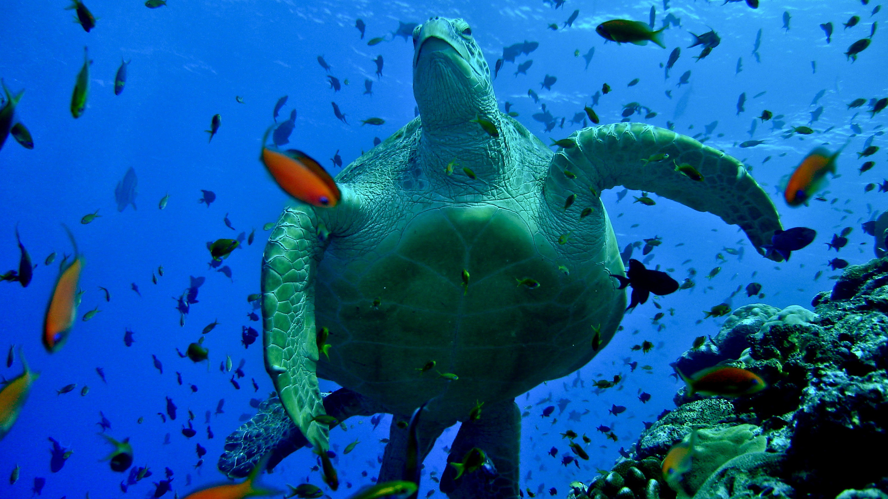 gorgeous-huge-green-sea-turtle-diving-in-the-maldives1-e1398625815592